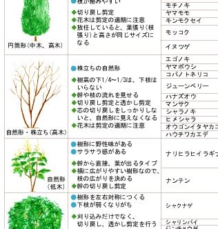 樹型種類|樹種の特徴・特性（樹木の写真） 